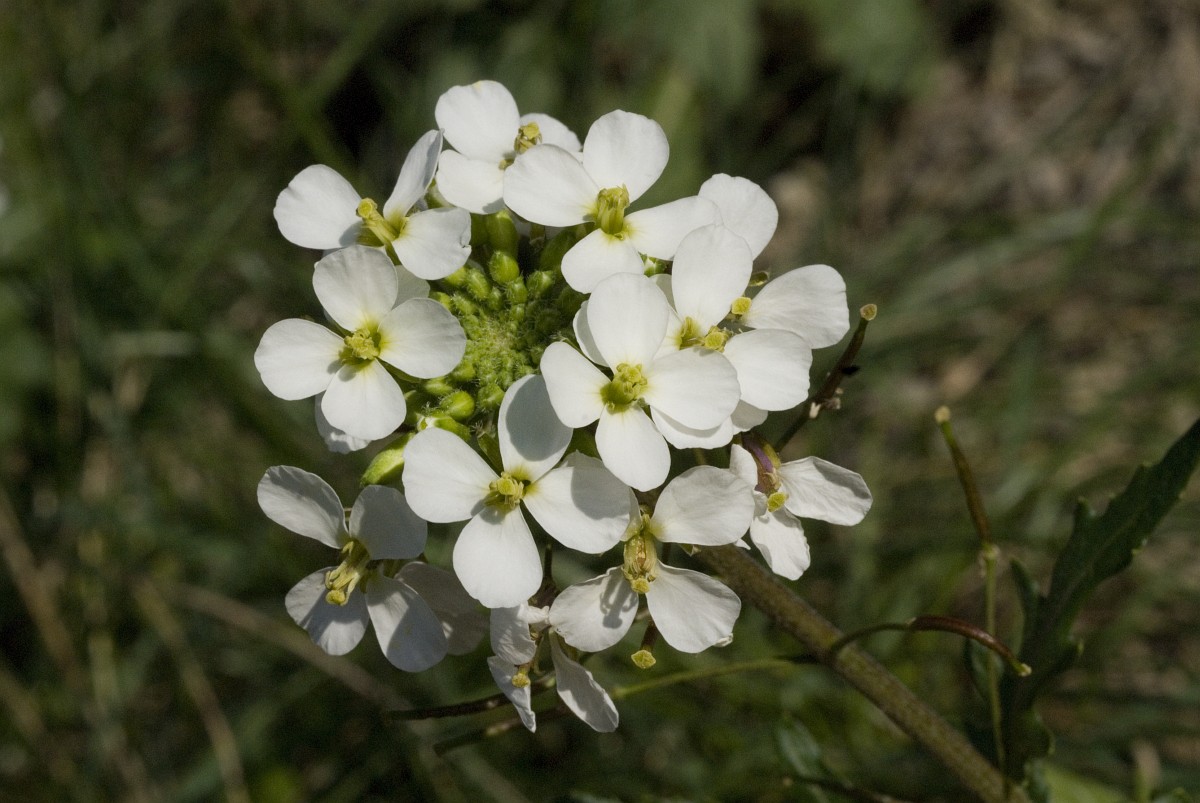 Diplotaxis Erucoides White Wall rocket diplotaxis-erucoides-white-wall-rocket